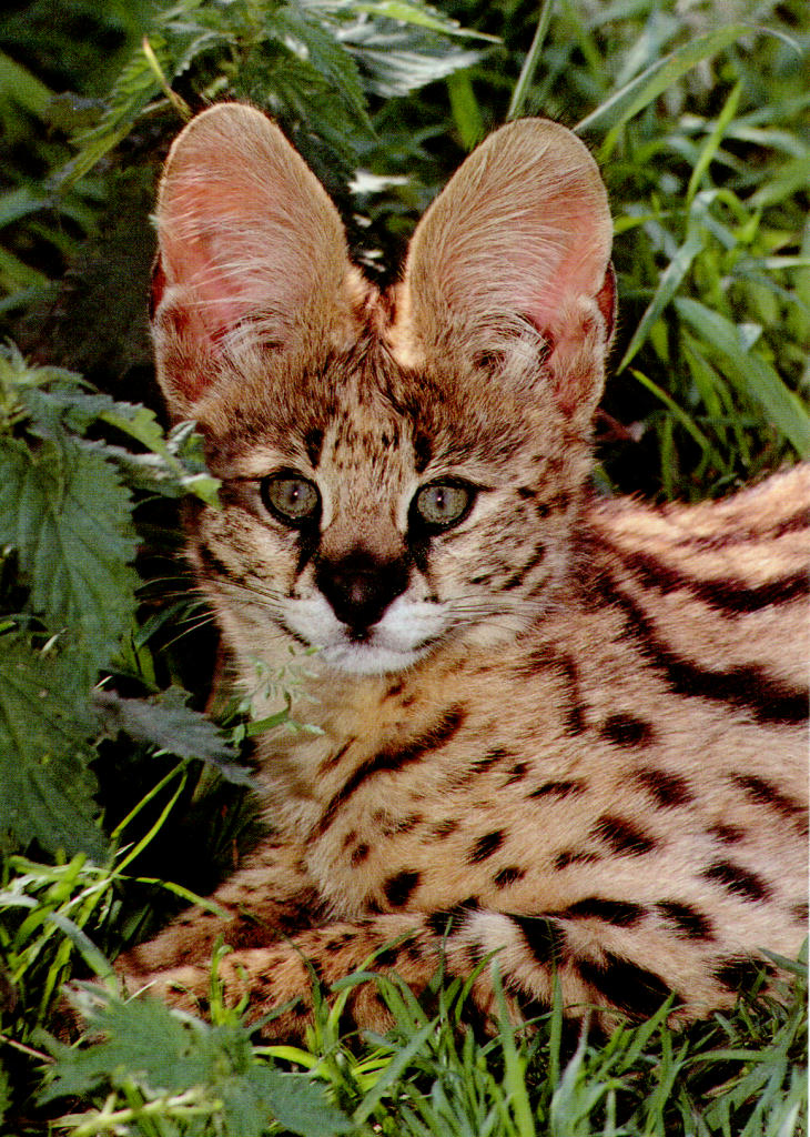 WCserval1.jpg