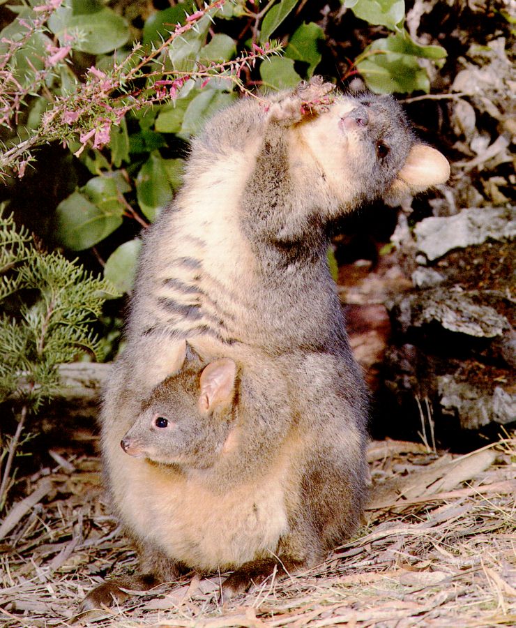 pademelon.jpg