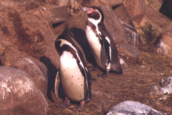 pinguins1.jpg