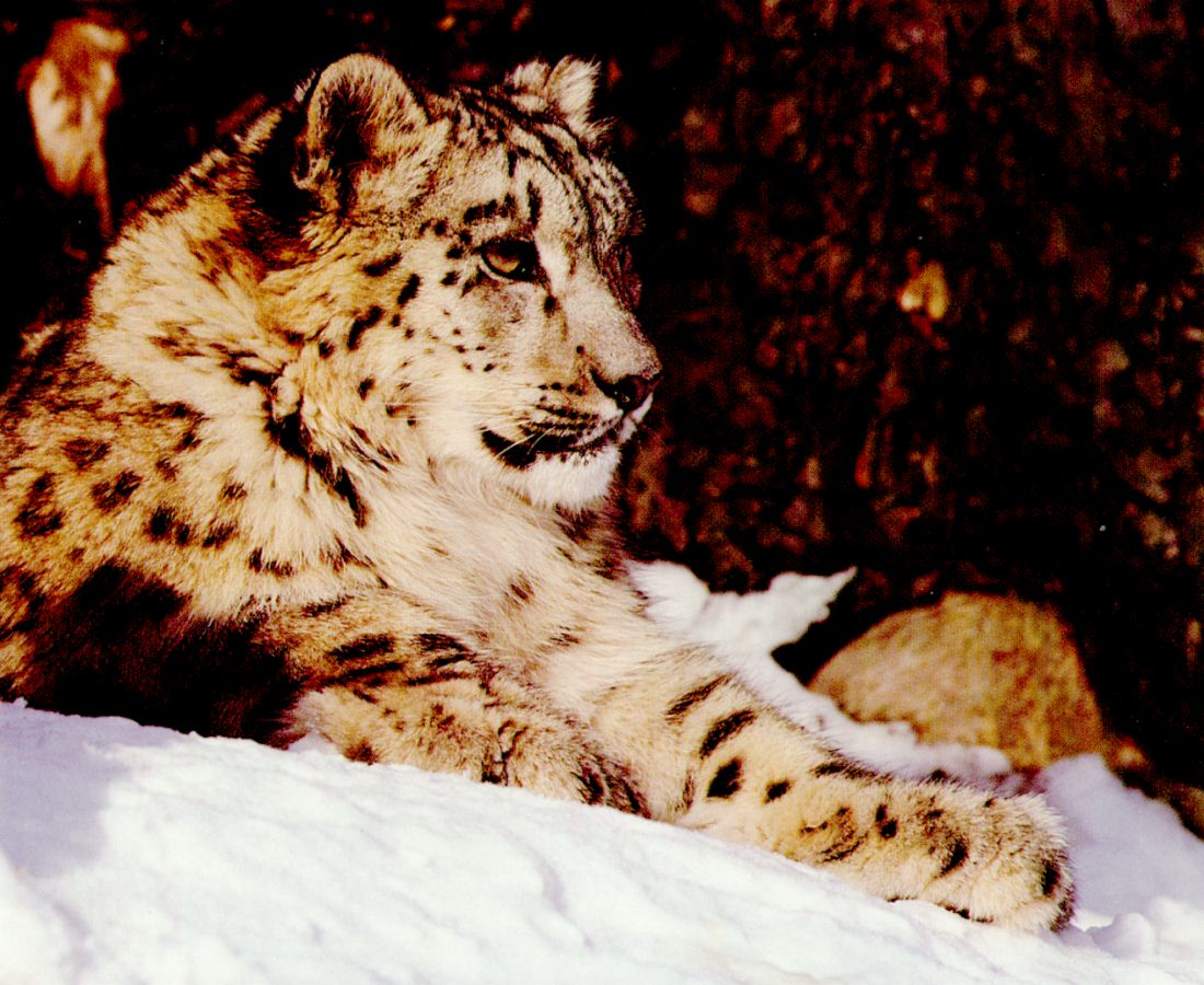 snow_leopard.jpg