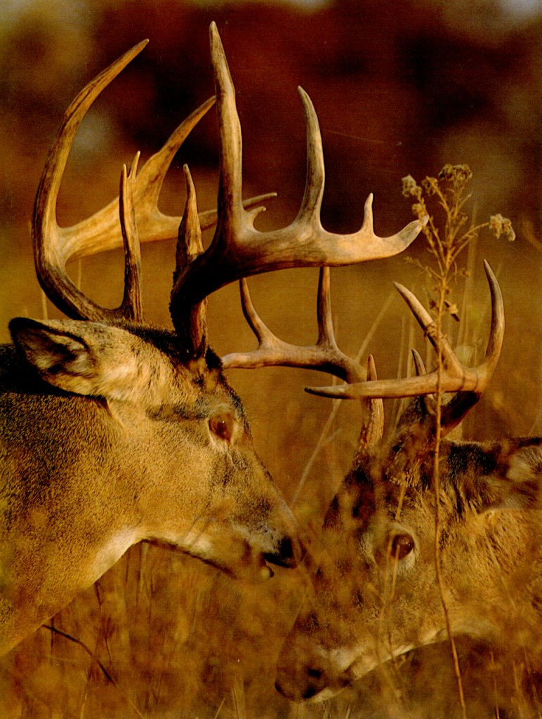 whitetailbucks.jpg