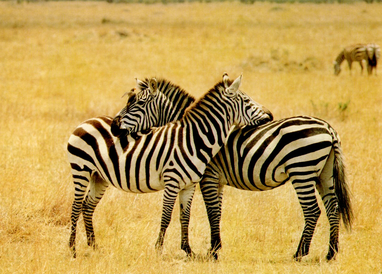 zebras.jpg